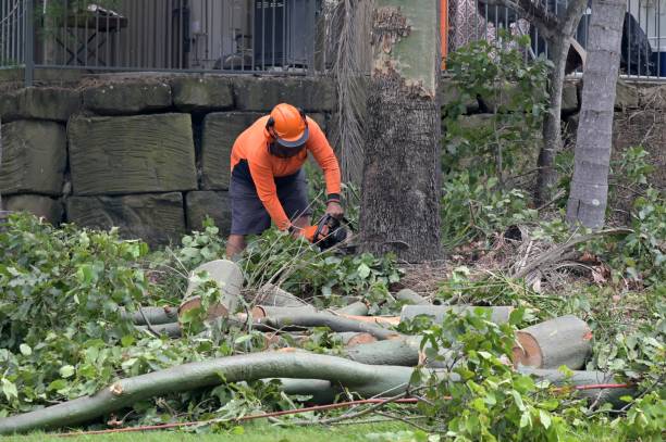 How Our Tree Care Process Works  in  Ravenna, MI